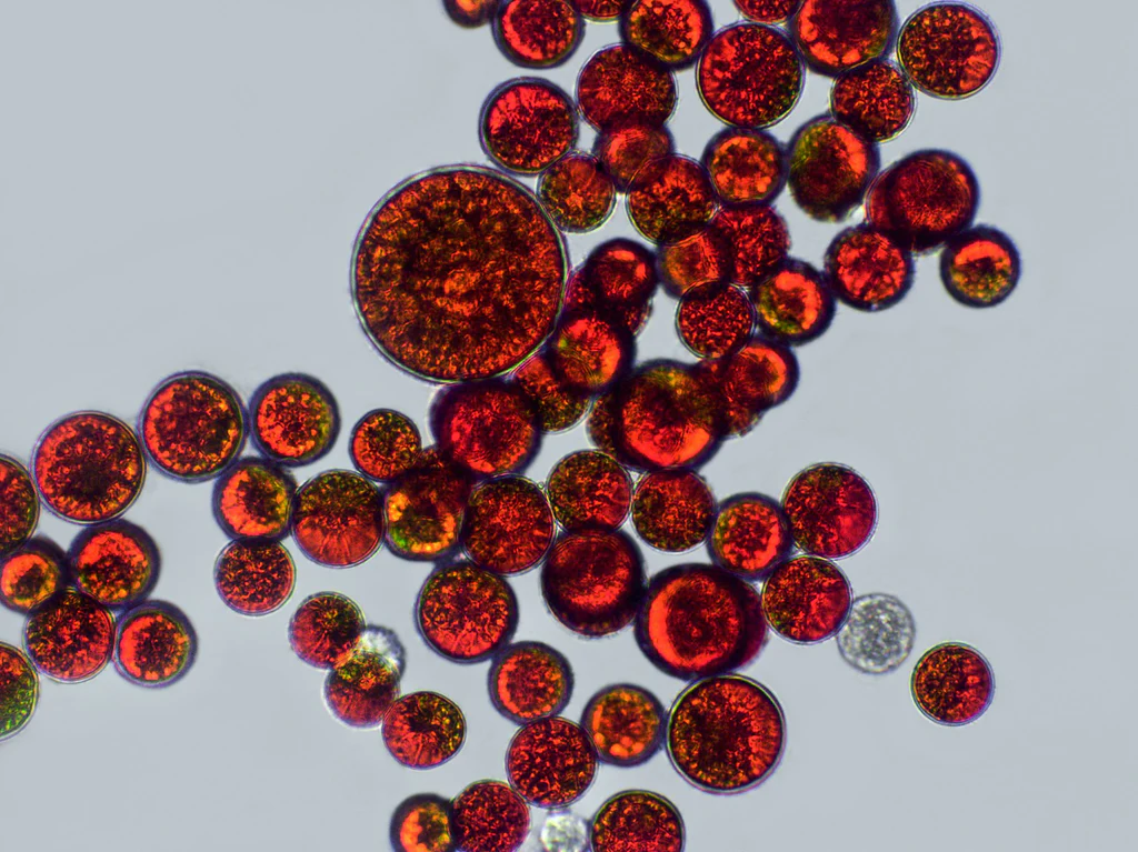 Artikelbild 4 des Artikels “Berglöwe Österreichisches Astaxanthin + Viamin D3 + Vitamin E “
